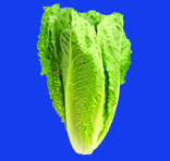 lettuce