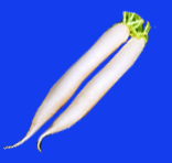 radish